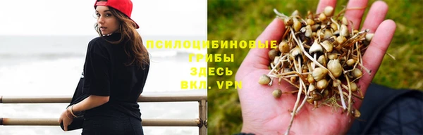 прущие грибы Лабытнанги